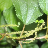 Boehmeria rugosissima (Reinw. ex Blume) Miq.